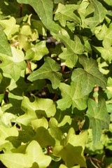 Efeu  - hedera helix  close-up