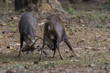 Male Hog Deer are fighting in the wildlife sanctuary.