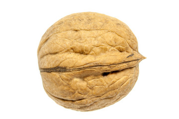 Walnut closeup on a white background. Isolated