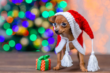 Funny tiny toy terrier puppy wearing a warm ridding hood stands with gift box on festive Christmas background. Empty space for text