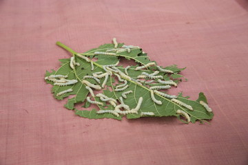 silkworms eat mulberry leaf on Thai Esarn native silk