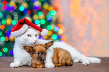 Fototapeta na wymiar Adult angora cat wearing a red santa hat hugs tiny toy terrier puppy with Christmas tree on background