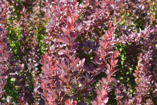 Lush red foliage of Thunberg's barberry in August