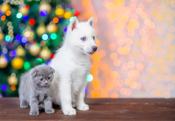 Fototapeta na wymiar White siberian husky sits with baby kitten on a background of the Christmas tree. Empty space for text