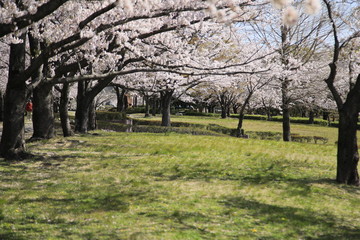 桜並木　満開の桜並木　満開の桜　サクラ風景
