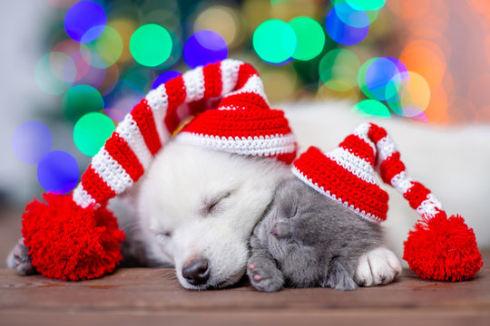 White Siberian Husky And Baby Kitten Wearing A Funny Caps Sleep On A Background Of The Christmas Tree