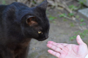 手と黒猫