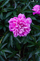 Luxurious bud of pink peony in the midst of green leaves.