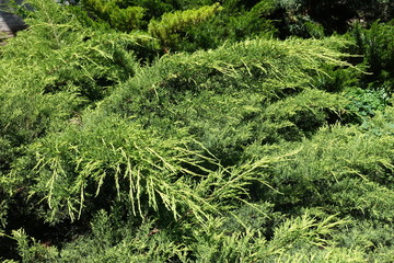 Yellow and green foliage of juniper in May