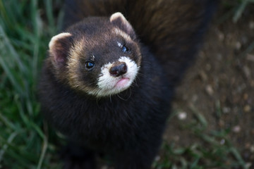 European Polecat (mustela putorius)