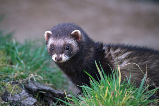 European Polecat (mustela putorius)