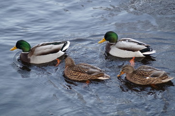 two ducks on the lake