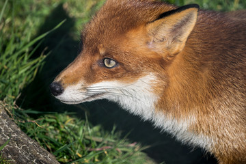 Fototapeta premium Red Fox (Vulpes vulpes)