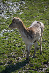 Fallow Deer (dama dama)