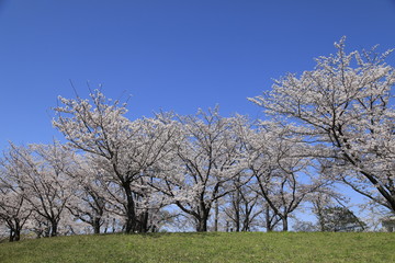 Obraz premium 桜並木 満開の桜並木 満開の桜 サクラ風景
