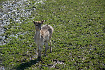 Fallow Deer (dama dama)