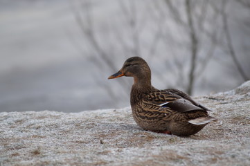 duck in water