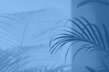 Fototapeta na wymiar Summer travel concept. Shadow of exotic palm leaves is laying on monochrome color background. Banner with copy space. Trendy blue and calm color.