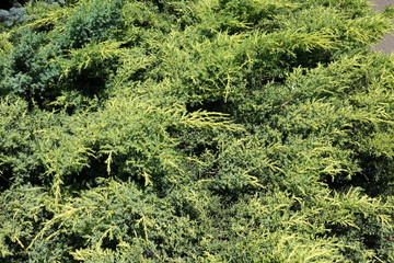 Foliage of Juniperus squamata in mid June