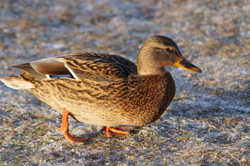 duck on lake