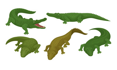 Collection of Crocodiles, Green Reptile Animal in Different Poses Vector Illustration