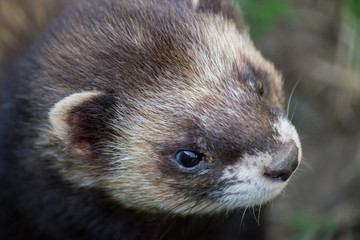 Close-up shot of an European Polecat (mustela putorius)