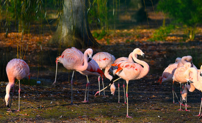 Flamants roses