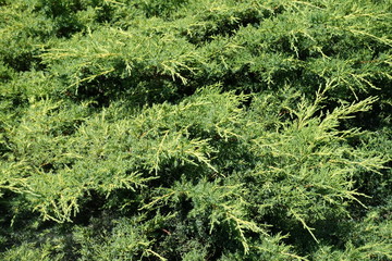 Lush foliage of Juniperus squamata in June