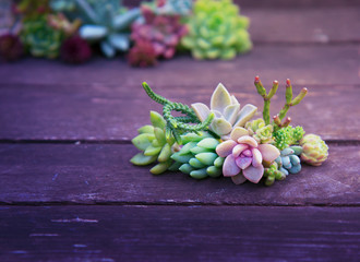 set of different succulents on a wooden background