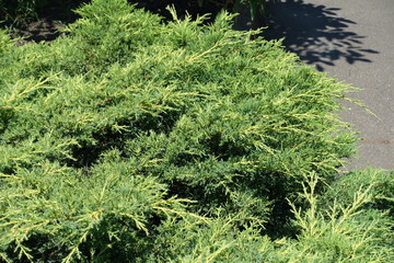 New growth on branches of Juniperus squamata