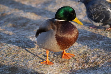 mallard duck on lake