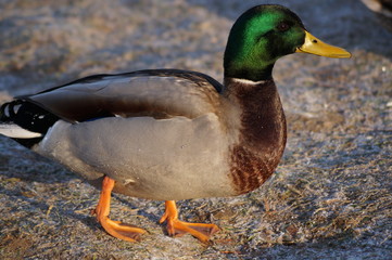 duck
