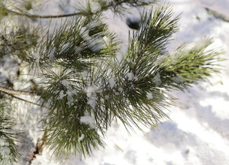 Winter day. December. Against the background of white fluffy snow, a branch of fresh green pine.