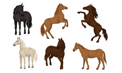 Obraz premium Horse Breeds Collection, Beautiful Horses of Different Colors Vector Illustration