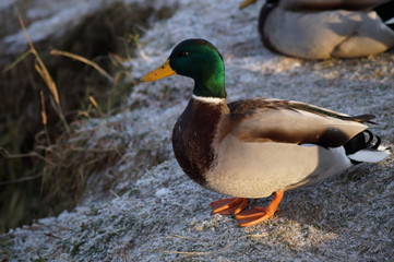 duck
