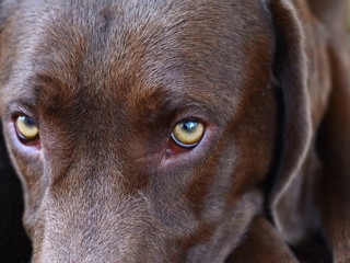 Portrait of a beautiful brown dog.