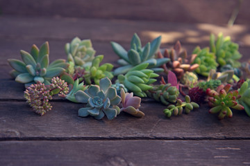 set of different succulents on a wooden background