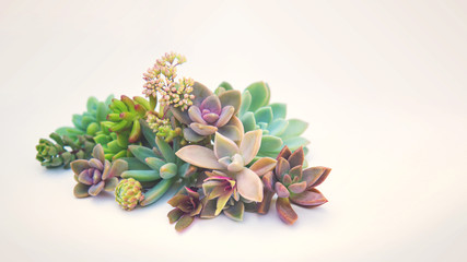 set of different succulents on a light background