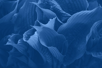 Green leaves texture. Tropical leaf in monochrome color background. Trendy blue and calm color. Banner. Top view