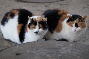 cat 