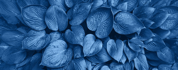 Nature concept. Top view. Green leaves texture in monochrome color. Trendy blue and calm color....