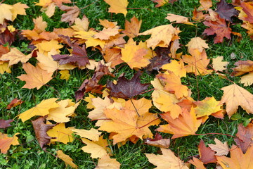 Fallen Autumn Leaves on the grass