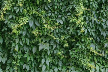 Green hedge background. Fence of creeper leaves. Texture of tree ivy, nature backgrounds. Creeper...