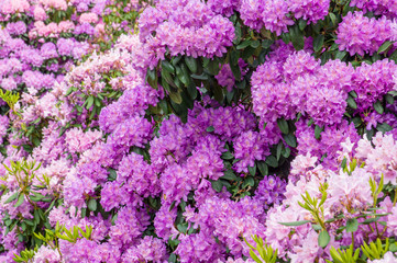 Obraz premium Rhododendron im Kurpark Bad Buchau