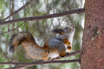 Red eurasian squirrel in winter park