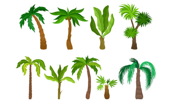 Palm Trees Collection, Tropical Forest, Landscape Design Element Vector Illustration
