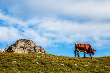 Mucca