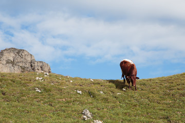 Mucca