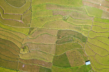 Aerial view yellow paddy field and ready for harvesting.