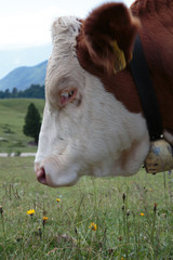 Mucca